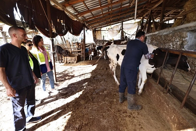 Denizli mastit hastalığıyla mücadele ediyor... İlk doz aşılar yapıldı