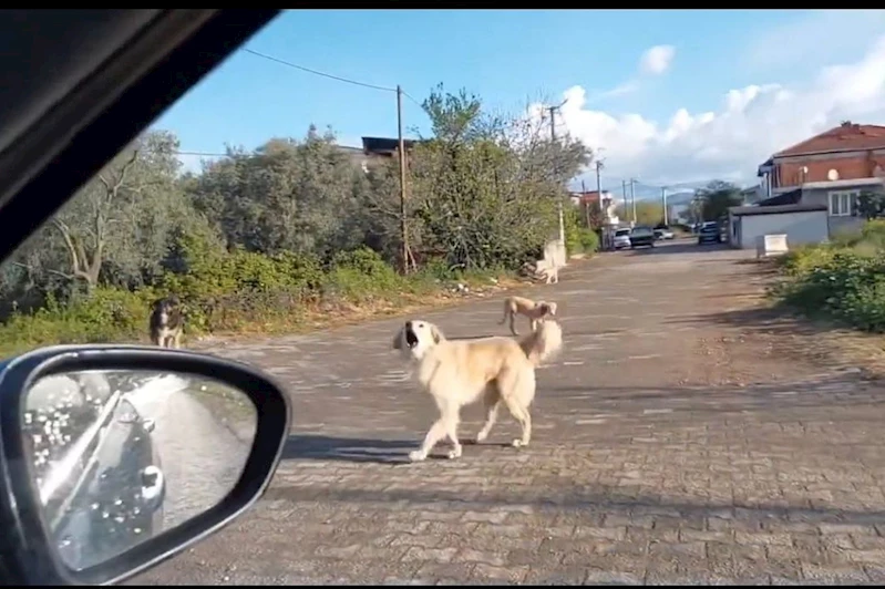 Bursa’da başıboş köpek sorunu büyüyor