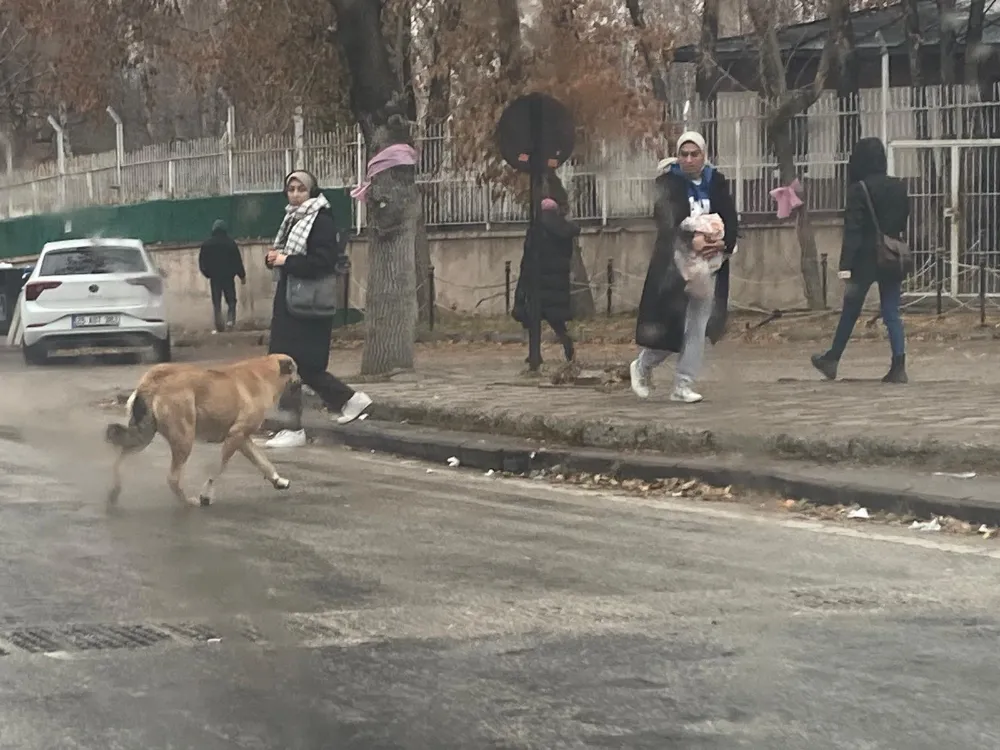 Erzurum Atatürk Üniversitesi’nde başıboş köpekler öğrencilere her sabah kâbus yaşatıyor.