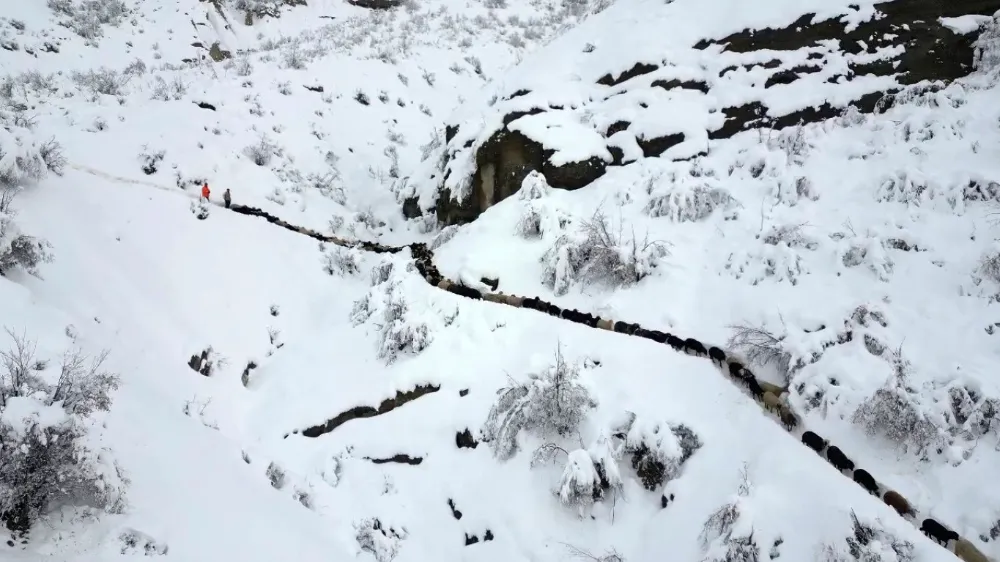 Erzurum’da 350 koyun uçurumdan düştü