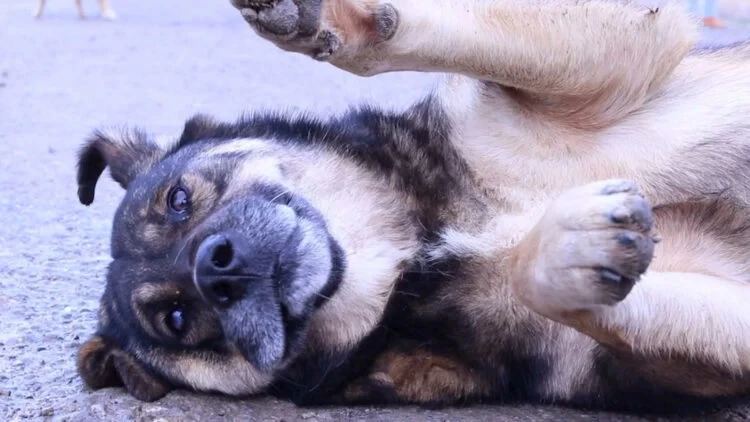 Köpeklerin saldırısına uğrayan Abbas ağır yaralandı  