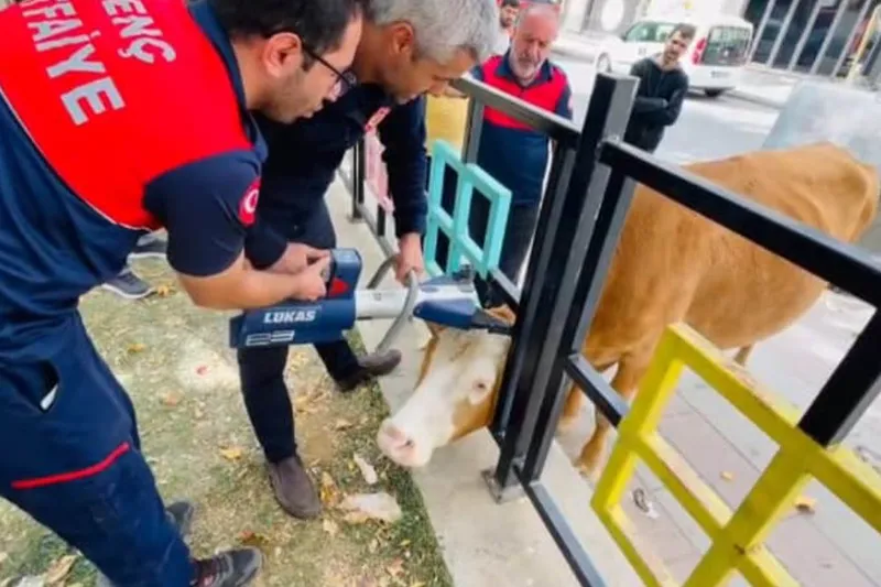 Bingöl’de demir korkuluklara sıkışan inek, itfaiye ekiplerince kurtarıldı