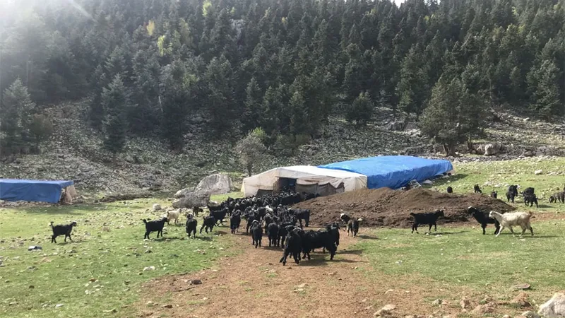 Havalar soğudu, yörüklerin dönüş yolculuğu başladı