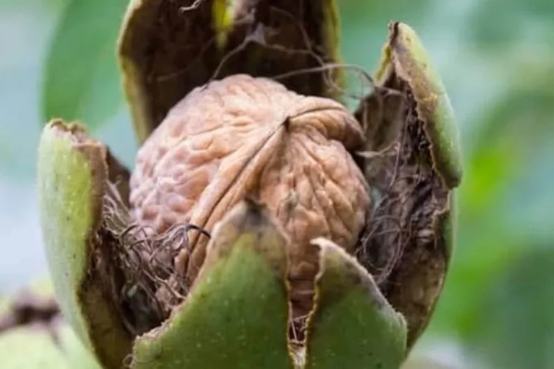 Bingöl Tarım ve Orman Müdürlüğü’nden ceviz hasadı uyarısı