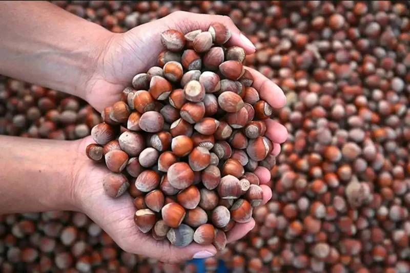 Fındık ihracatından 9 ayda 1,6 milyar doların üzerinde gelir sağlandı