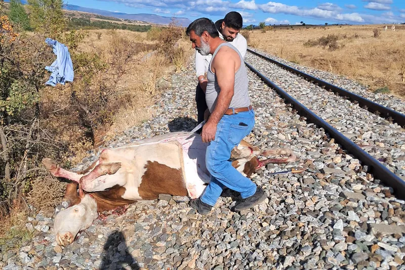 Bingöl’de trenin çarptığı büyükbaş hayvan telef oldu