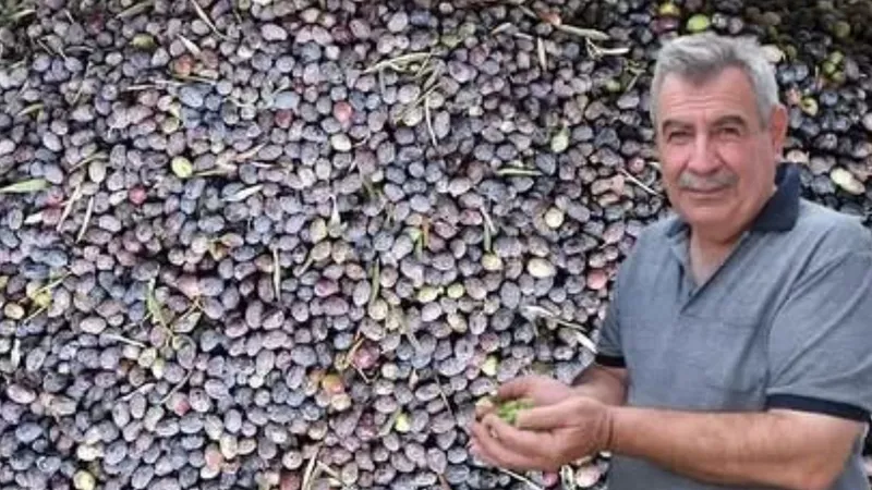 Kuraklık zeytinde rekolteyi düşürdü