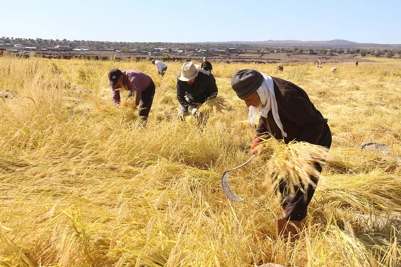Karacadağ’ın bereketi oraklarla toplanıyor