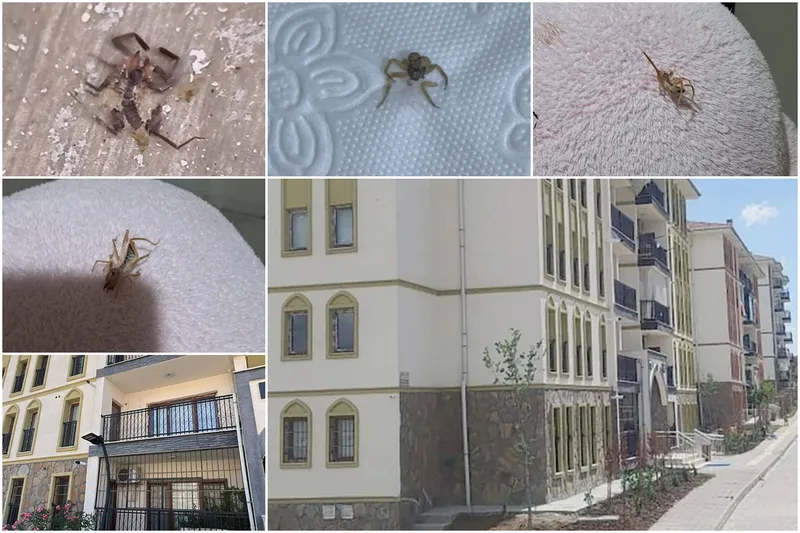 Batman TOKİ konutlarında haşere sorunu: Vatandaş endişeli