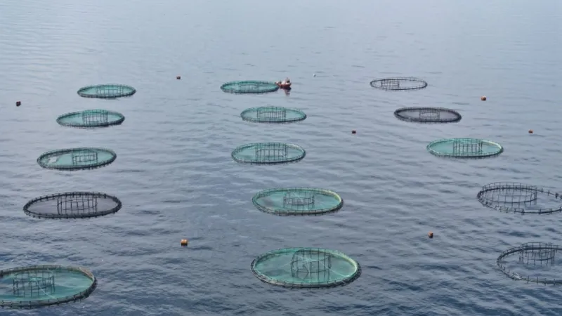 Karadeniz’den 31 ülkeye 278 milyon dolarlık su ürünü ihracatı