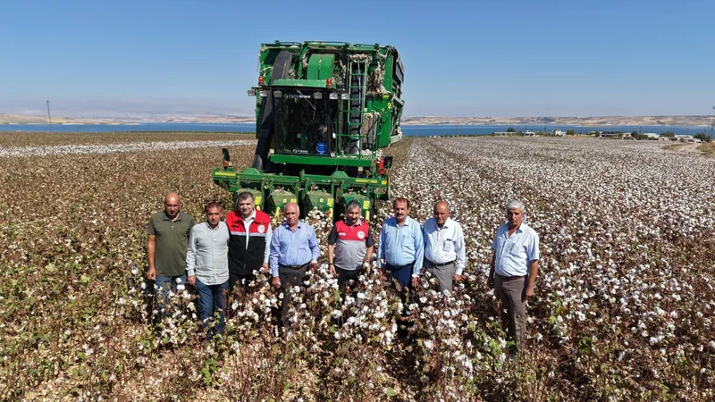 Adıyaman’da pamuk hasadı başladı: 23 bin 500 ton rekolte bekleniyor  - Videolu Haber