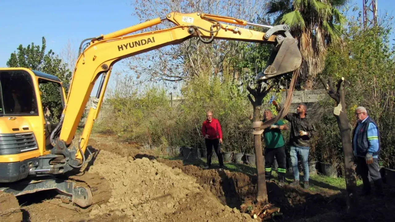 Kavşak düzenlemesi çalışmalarında ağaç kesimi yok, ağaç nakli var…