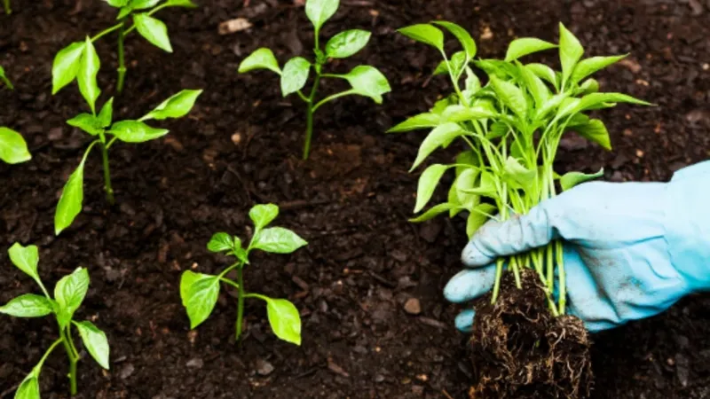 Tarım ve Orman Bakanlığı 1,1 Milyar TL’lik tarımsal destek ödemesini başlattı 