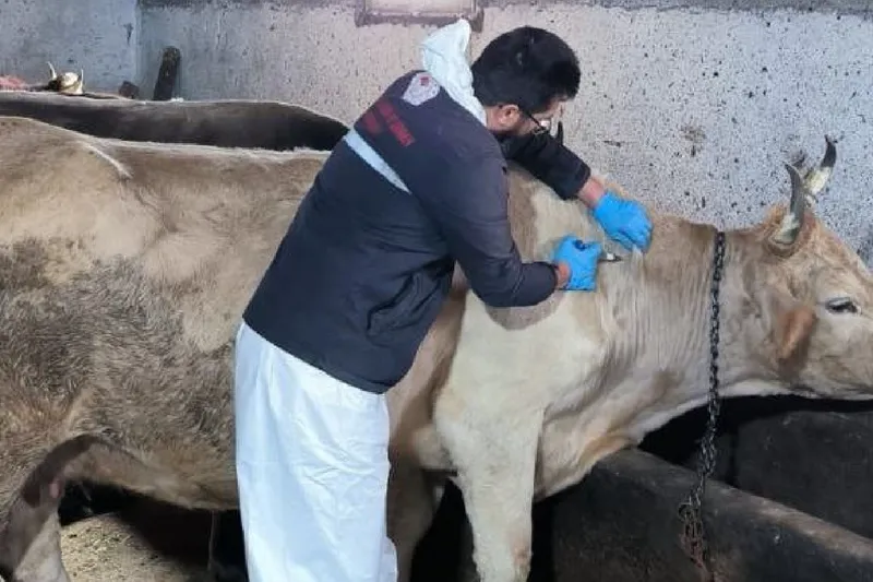 Muğla’da şap hastalığı tespit edilen 11 mahalle karantinaya alındı