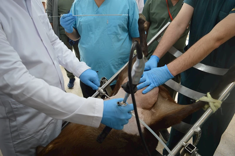 Siirt Üniversitesi’nden laparoskopik tohumlama adımı