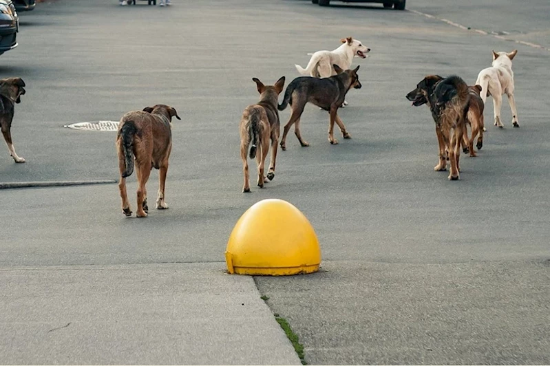 Bir başıboş köpek saldırı vakası daha