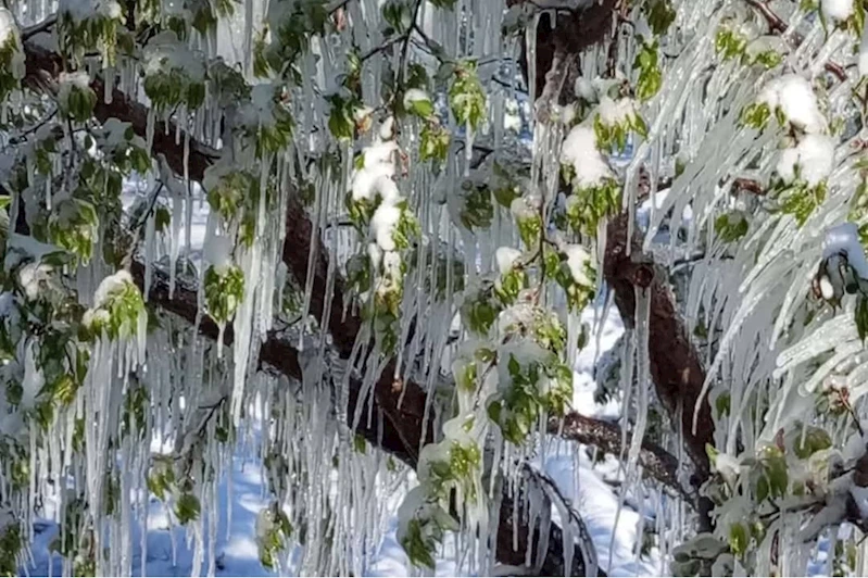 Meteoroloji’den Bitlis için zirai don ve çığ uyarısı