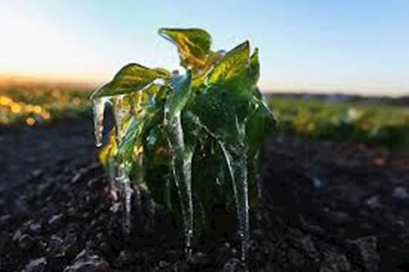 Bursa İl Tarım ve Orman Müdürlüğü’nden zirai don uyarısı