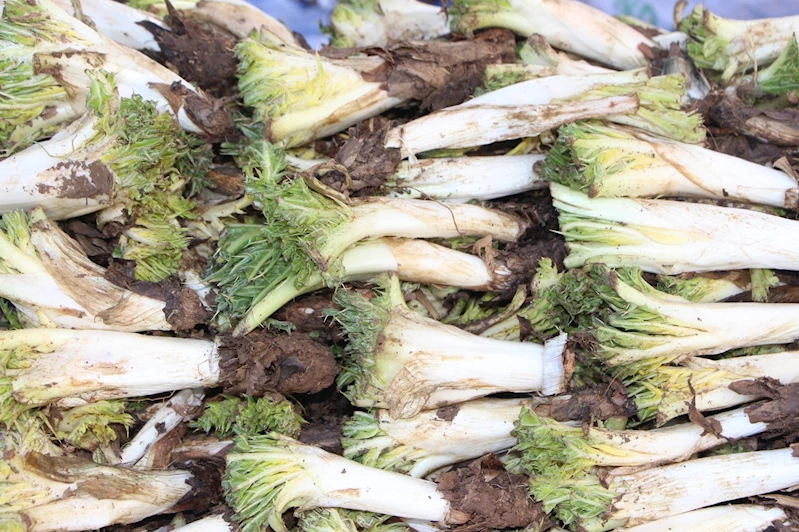 Şifa deposu kenger tezgahlardaki yerini aldı 