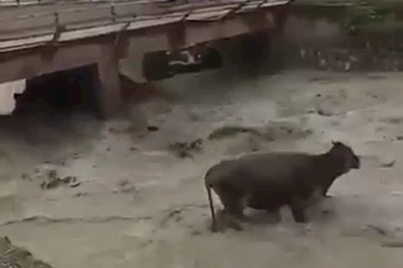 Dereye düşen inek vatandaşların ve kepçenin yardımıyla kurtarıldı