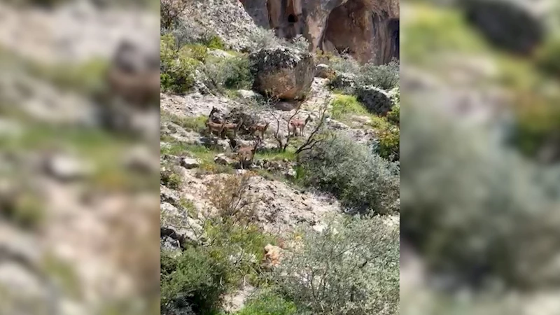 Sürü halindeki dağ keçileri görüntülendi  - Videolu Haber