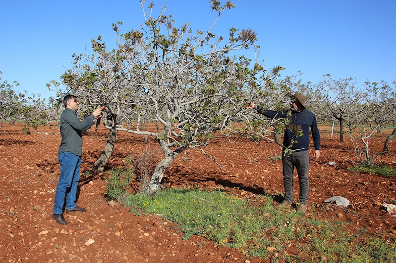 Gaziantepli fıstık üreticileri: Zirai dondan fazla etkilenmedik