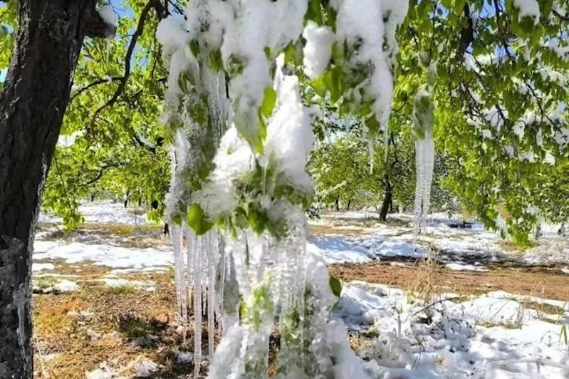 Bakan Yumaklı, zirai dondan etkilenen ürünleri açıkladı