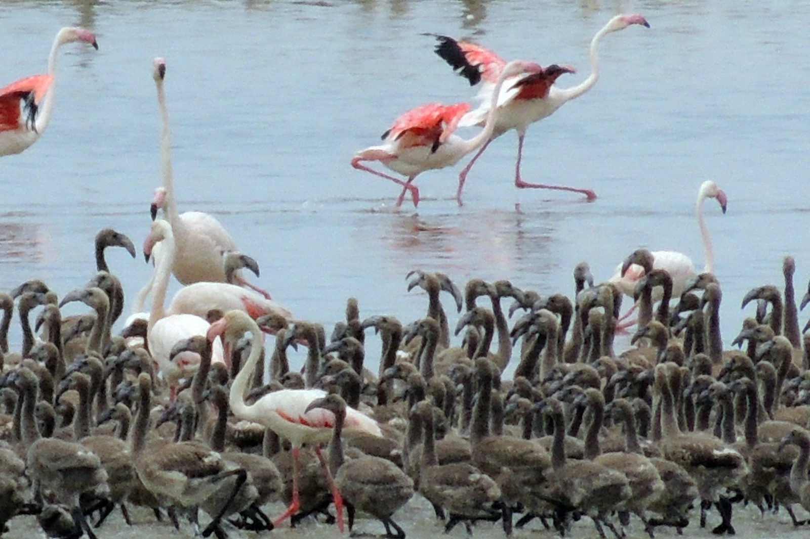 Flamingoların büyüleyici dünyası Bornova’da