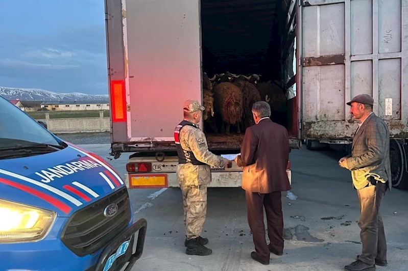 Ağrı’dan çalınan 300 koyun Bitlis