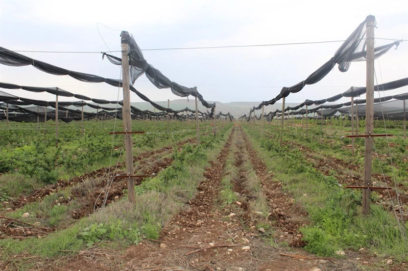 Böğürtlen yetiştiriciliğine büyük rağbet