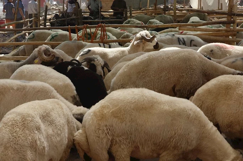 Küçükbaş hayvan üreticilerine 3,9 milyar liralık destek