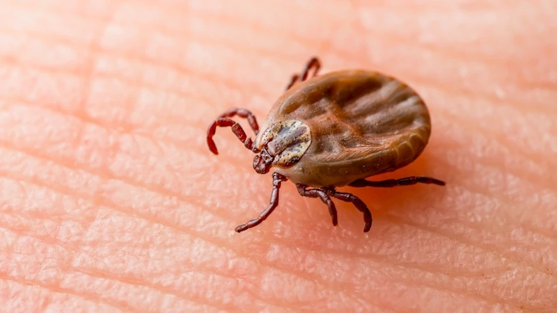 Kenelere Dikkat! Yaz Mevsimiyle Birlikte Tehlike Arttı 