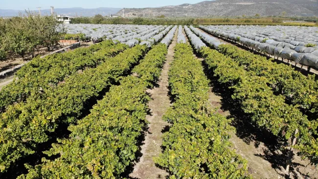 Coğrafi işaretli üzümün bağ bozumu Erzurum’da başladı